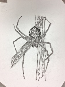 Doodled Spider